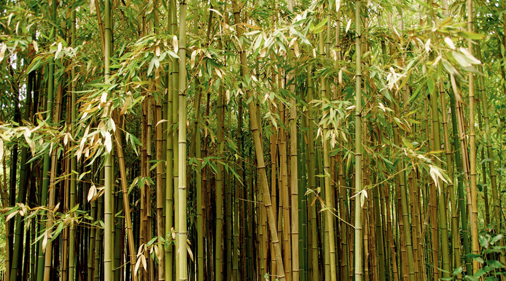 Bamboo forest
