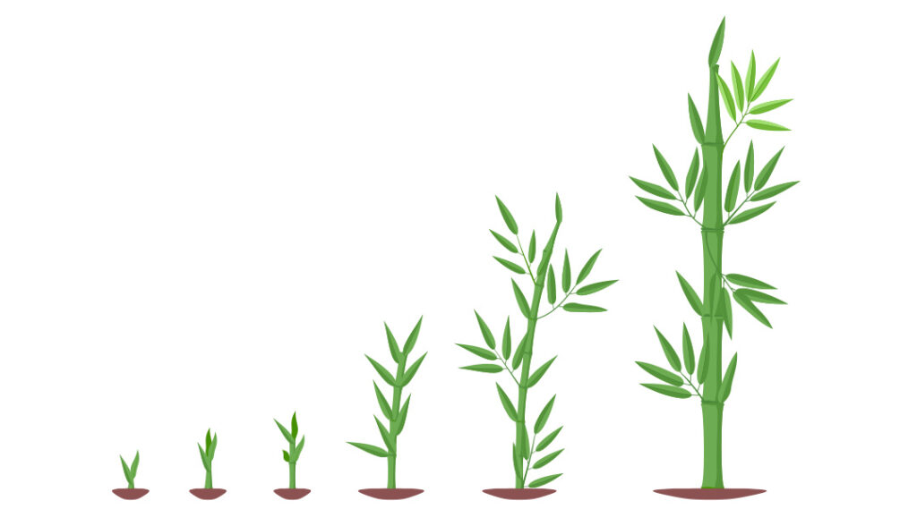 Animation of bamboo life cycle