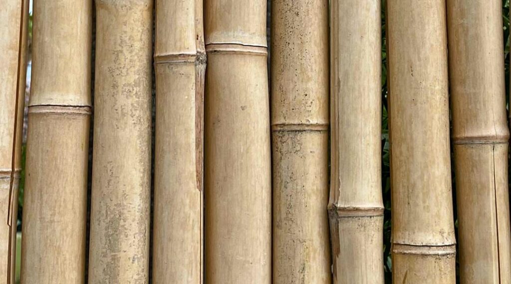 bamboo