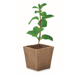 Square biodegradable plant pot with mint seeds, made in the EU beige colour second view