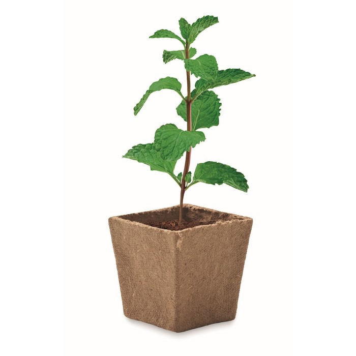 Square biodegradable plant pot with mint seeds, made in the EU